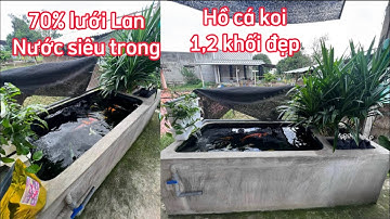 Hồ Cá Koi 1,2 Khối Đẹp - Lọc 70% Lưới Lan Nước Trong Vắt - Nuôi Cá Nhật +F1 Đẹp.Hồ E Lai ở Tây ninh