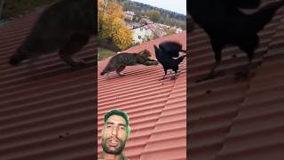 Kauwa Ud Gaya Billi Ko Lekar