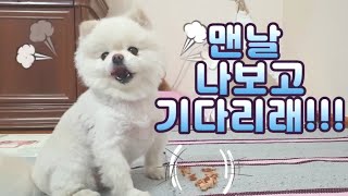 기다려가 두개 먹으라는 뜻인줄 아는 강아지 반응 , 내일부터 본격적인 강아지 고양이 훈련 , 강형욱 훈련사님의 100초 레시피를 보고...