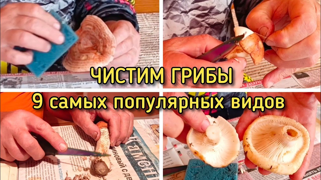 Как правильно чистить грибы видео. Как правильно чистить грибы видео