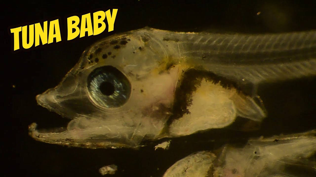 Watch little Tuna Larvae Tuna Babies YouTube