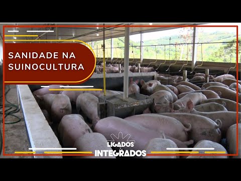 Quais medidas se devem tomar para manter os suínos livre de doenças? | Ligados&Integrados 08/02/2023