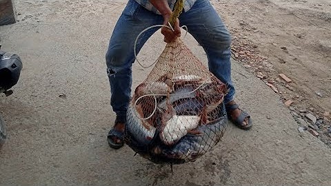 CÂU GIẢI (HỒ ĐẠI QUANG MINH)VÀ CÁI KẾT $$$$@