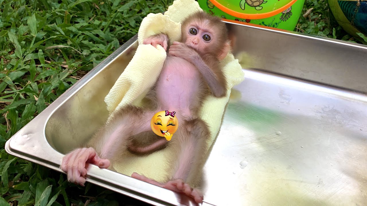 After Drinking And Bathing Little Puppy Looking Fresh and happy With Beautiful Day