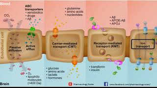 What is the Blood-Brain Barrier Role in Drug Delivery and Brain Protection