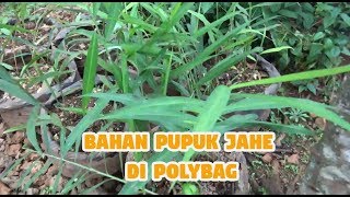 Bahan Pupuk Pertama JAHE Di Polybag Agar Subur Dan Cepat Besar