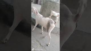 kurbani facts 🤗💫 #shortvideo #trending #viralvideo #goat #kurbanieid #suscribe