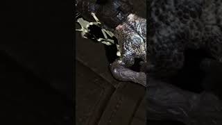 Gears Of War 2 The Beginning Of The Lambent