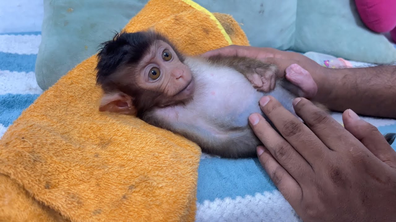 "So Smart and Sweet! LiLi’s Loving Gaze at Her Foster Dad Will Melt You 💖🐒"