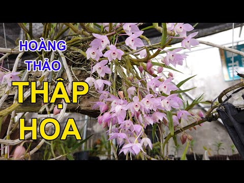 Ngắm Hoa Lan Đẹp Hoàng Thảo Thập Hoa Nở Tại Vườn Nhà