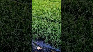 Download Lagu RAHASIA KIDUNG JAWA #kidungwahyukolosebo #video MP3