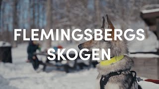 Winter Wonderland hike with Tamaskan Dog in Flemingsbergsskogen, Stockholm