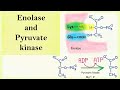 Enolase and pyruvate kinase