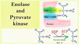 Enolase and pyruvate kinase
