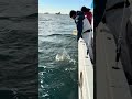 コマセマダイ釣り、良型マダイGET#釣り #相模湾 #マダイ #コマセマグロ