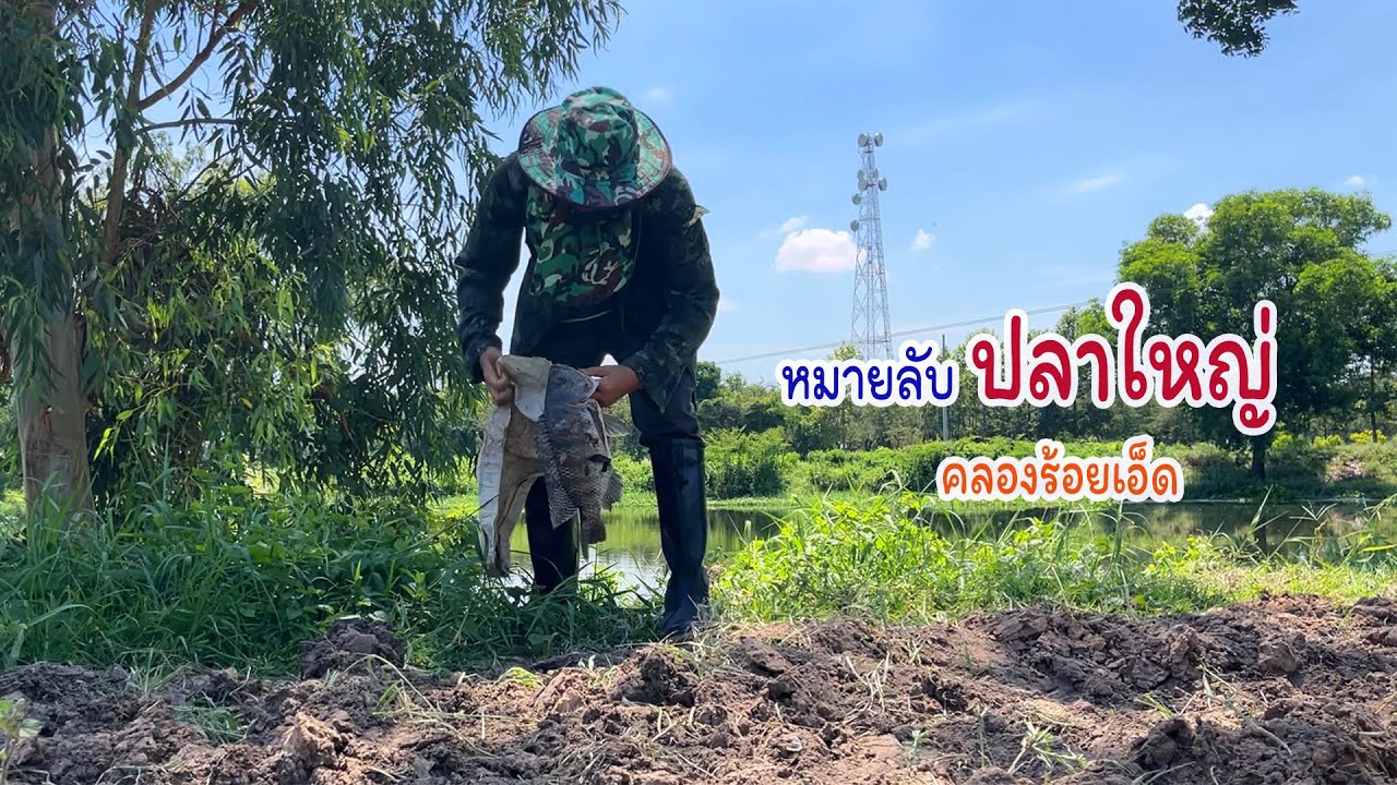 ปลานิลใหญ่คลองร้อยเอ็ด เข้าเมืองหาปลานิลมานึ่งกะปุก