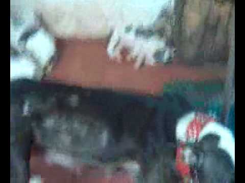 snake games pitbull & her babies