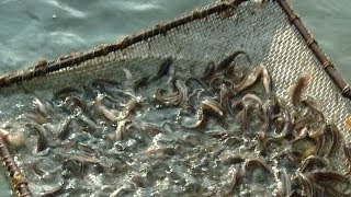 Видео Больше миллиона мальков стерляди выпустили в открытые водоемы Кубани (автор: Россия. Кубань)