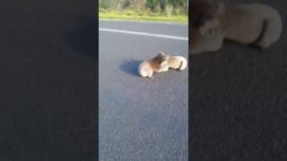 Sharon stops a Koala fight in Portland.