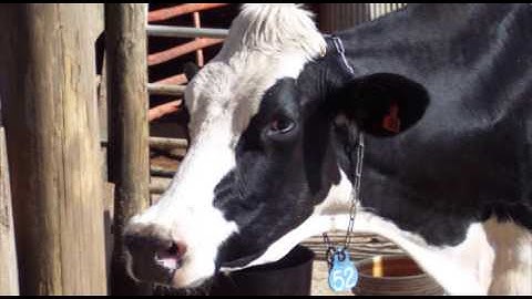 Technology Self-Assessment Video