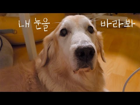 (eng) 자기 좀 봐달라고 힝구 거리는 할마시 디디🐶 리트리버 강아지 🙄