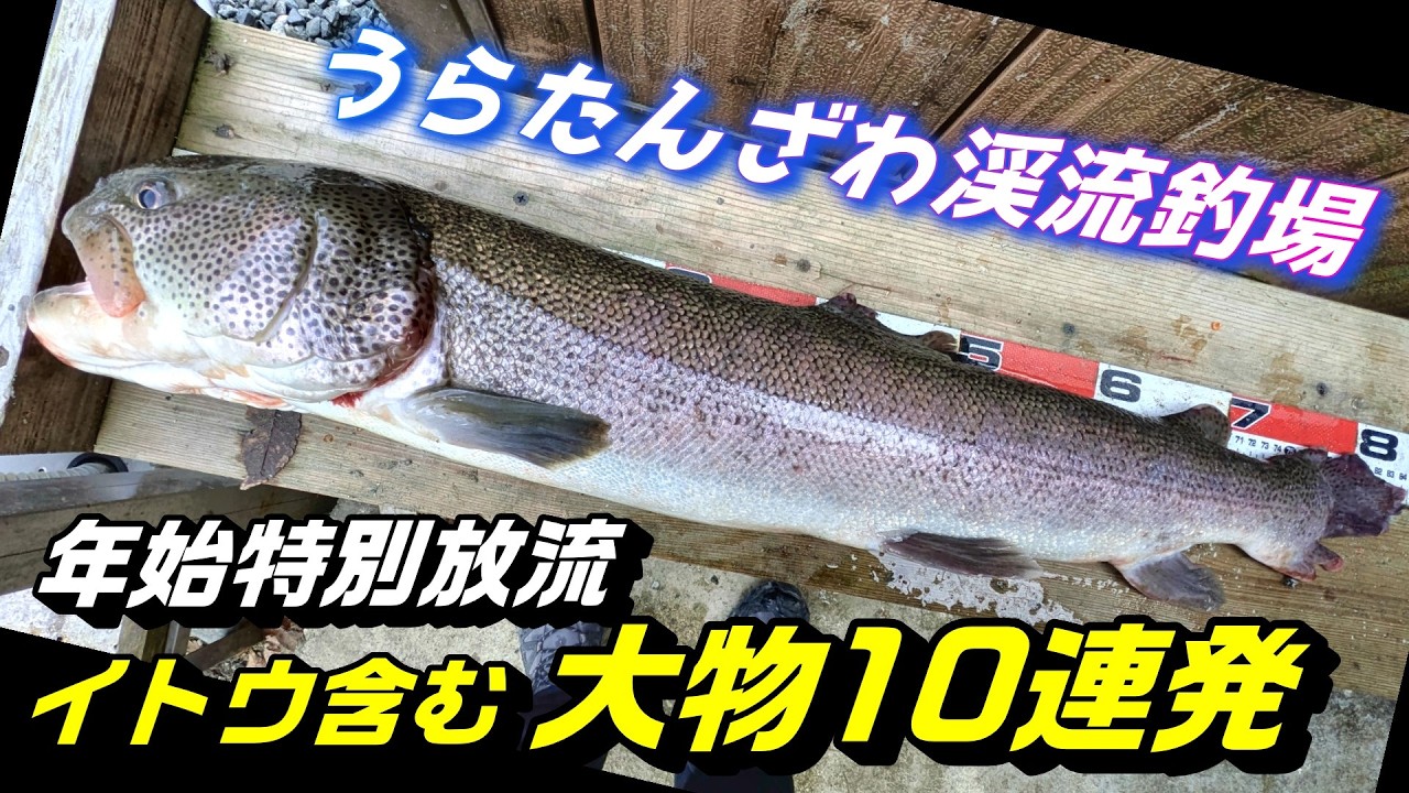８０イトウ含む大物１０連発@うらたんざわ渓流釣り場