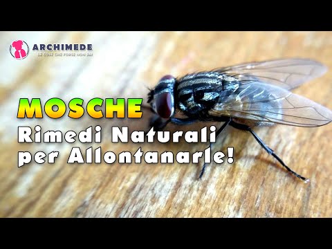 Video: La menta attira le mosche?