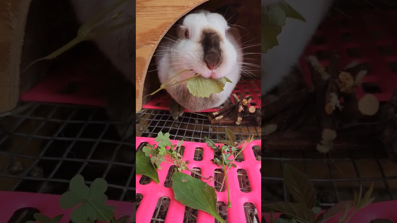 Foraging for our Rabbits! 