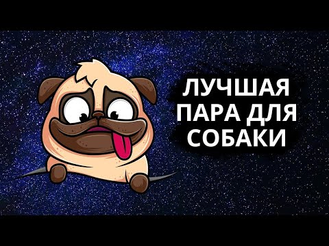 Совместимость знака Собака - лучшая и худшая пара