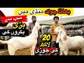 Bhatta Chowk Bakra Mandi | Sab Say Bari Bakron Ki Jori 2026 | Qurbani 2026 | Shahzain Animals Vlogs
