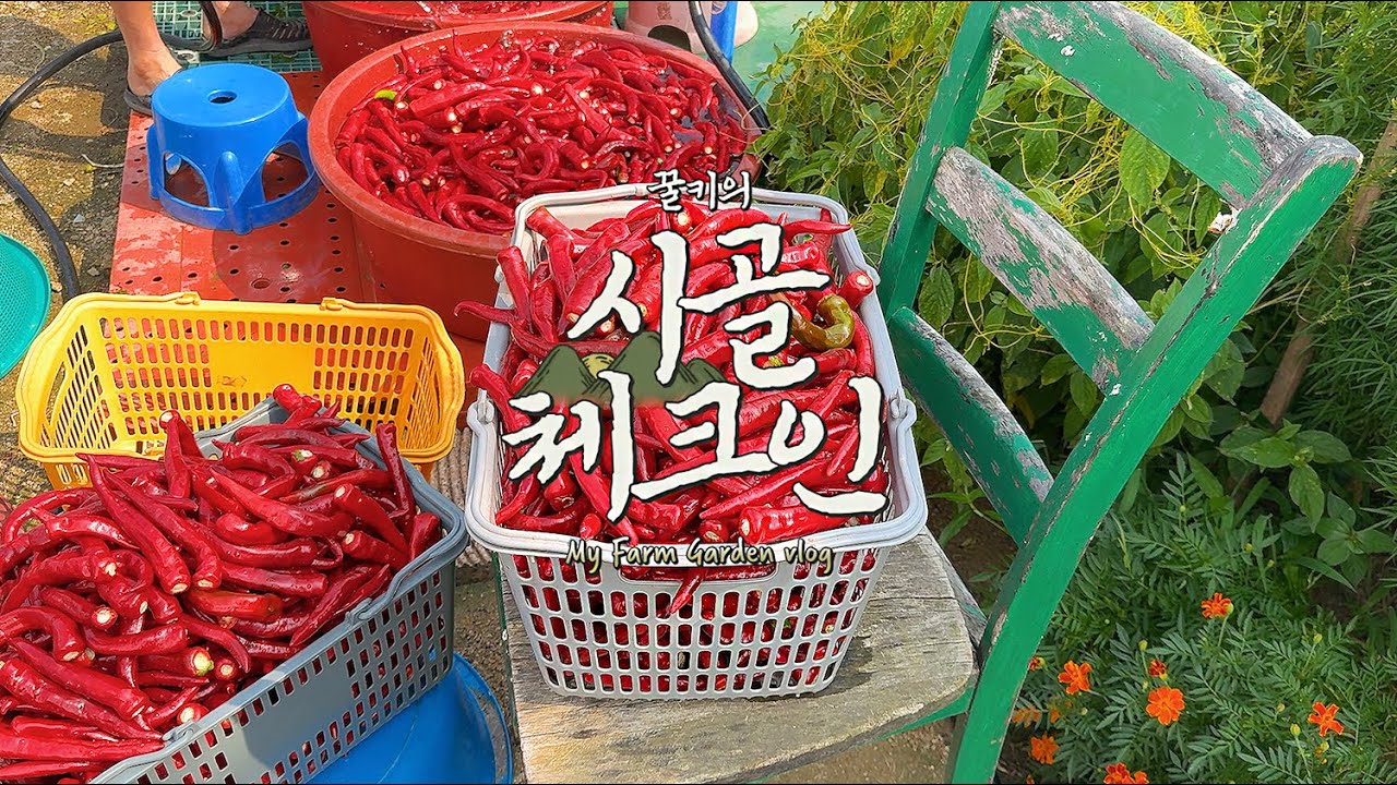 시골체크인 ep.03 사찰김치를 위한 4개월 간의 여정
