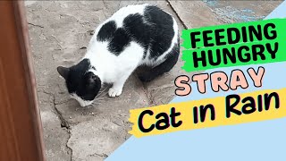 I fed this hungry stray cat in rain |Feeding Stray Cat in rainy weather | Hungry cat eating food by Only Oreo cat 63 views 2 years ago 6 minutes, 5 seconds