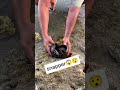 Sea mystery cracked open revealing snakefish 🌊#fishing #viral #sea #ytshorts #ocean #shortsfeed #fy