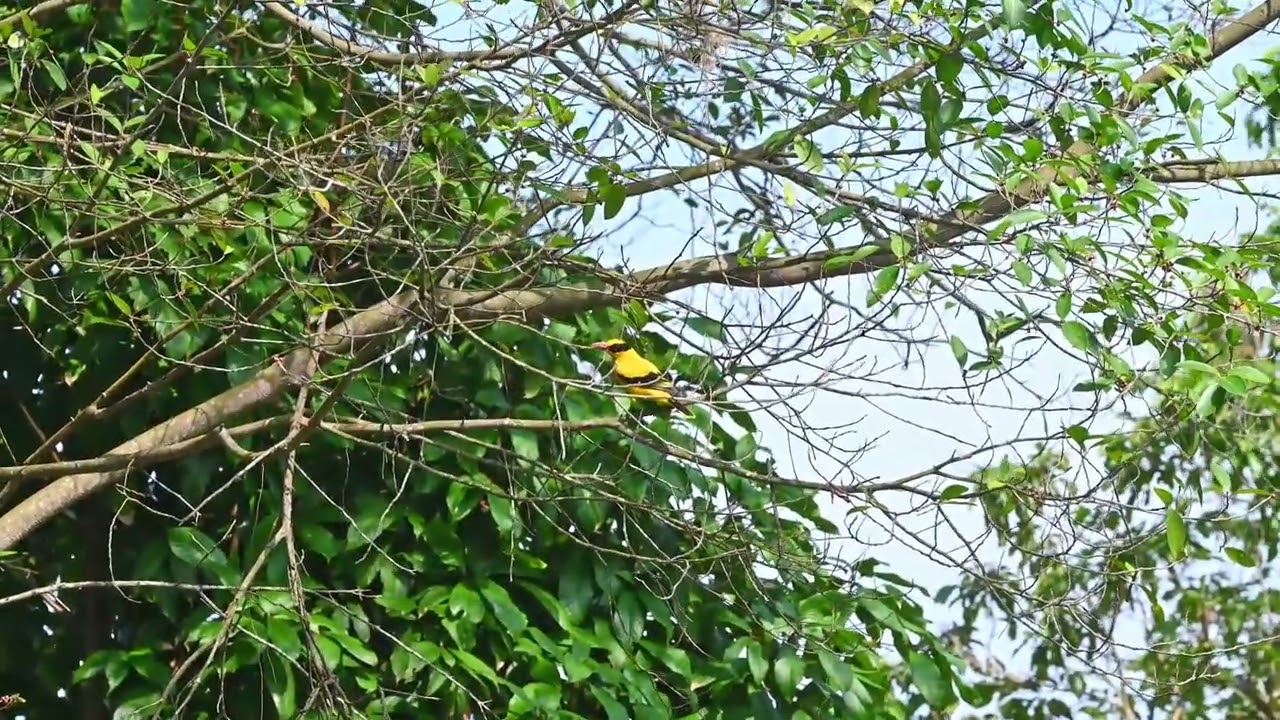 Black naped oriole 黑枕黄鹂 catch and eat insects