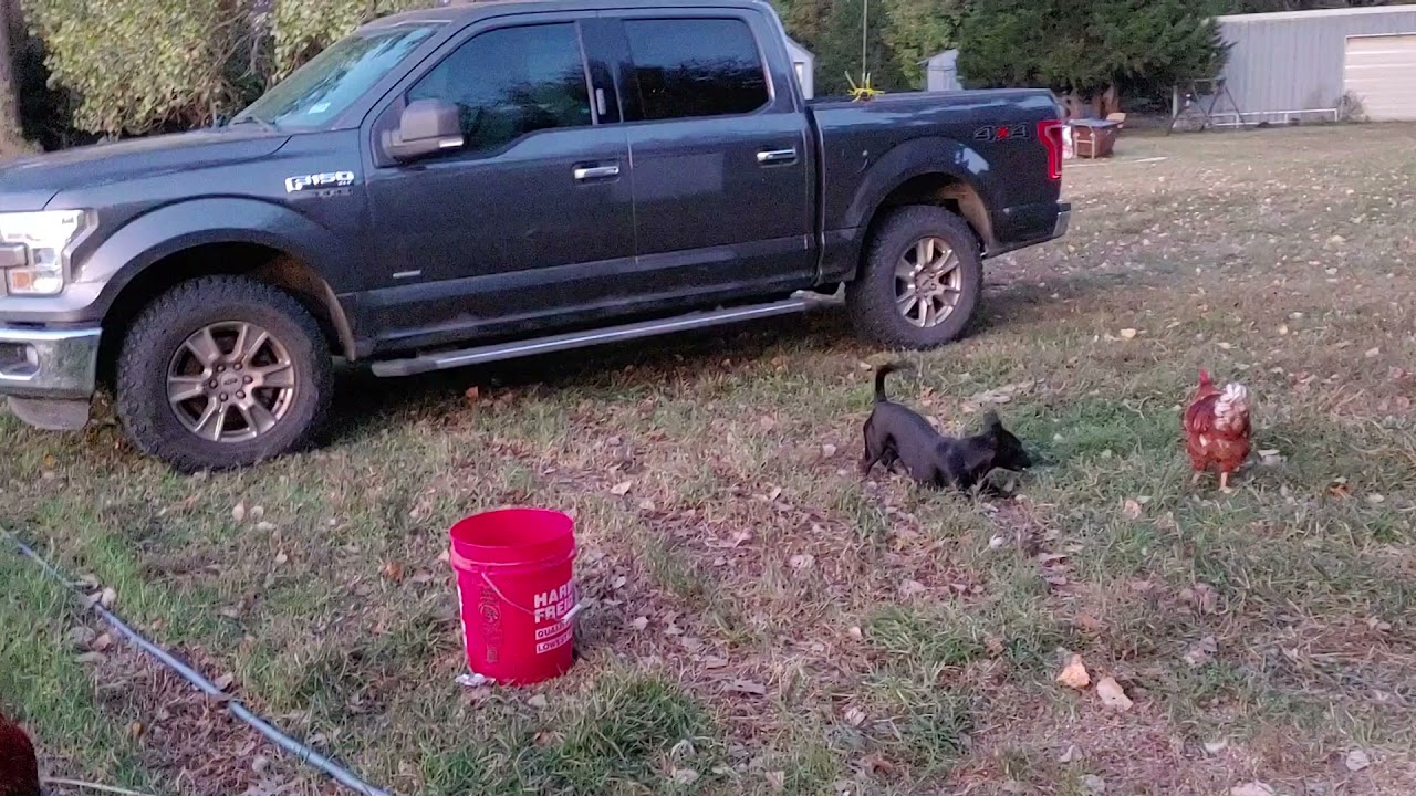 cockfighting or playing with our dog