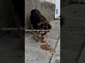 4️⃣🐶🐾🐾🐾 #perrosdelacalle #perro #mongrelnodayo #adopta #lomitos #perritos #viral #youtubeshorts #pet