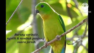 masteran \u0026 pancingan burung serindit muda/ gacor . ngetik \u0026 nembak .