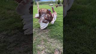 Guajolote alfa #pavos #guajolote #avesdecorral #animalesdegranja #turkey #animales #viralshort