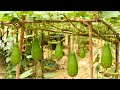 How to grow bottle gourd using recycle cement bag only 50 days | Ar2 Garden