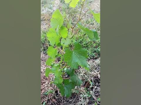Красностоп золотовский со старозолотовки привезен. молодой саженец ...