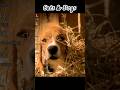 Cats &amp; Dogs: The Beagle’s Vow Against Boring Homes