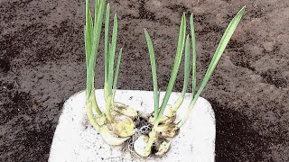 How to Raise Garlic Seedlings in the cheapest way possible @irotruthchristine-edenrockfarm iro