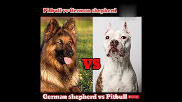 Pitbull vs German shepherd 😱 German shepherd vs Pitbull#shorts #wildlifehindi #video #dog#animal
