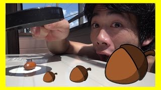 ドングリをソーラービーム（？）で最強グルメにできるか！？