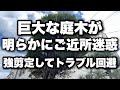 巨大な庭木が明らかにご近所迷惑。。トラブルになる前に強剪定。