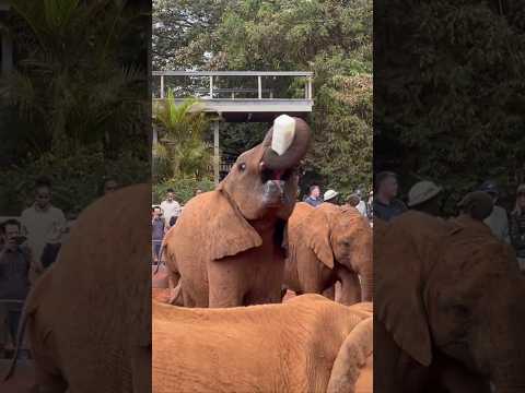 Video: Sheldrick Elephant Nairobis: Visas vadovas