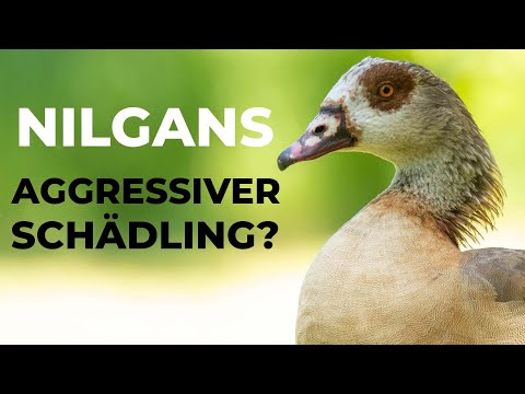 Video: Wandern Nilgänse?