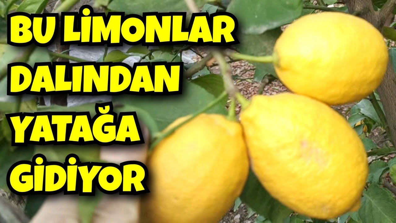Yatak Limon Nedir, Nasıl Yapılır