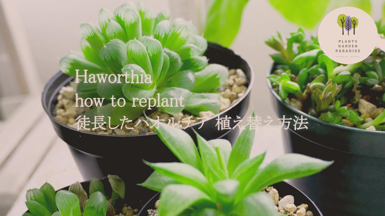 多肉植物 放置し過ぎて徒長したハオルチア 植え替え方法 Succulents Plants Haworthia Vlog Youtube