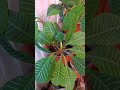 Молочай, комнатные растения, Mokha, indoor plants